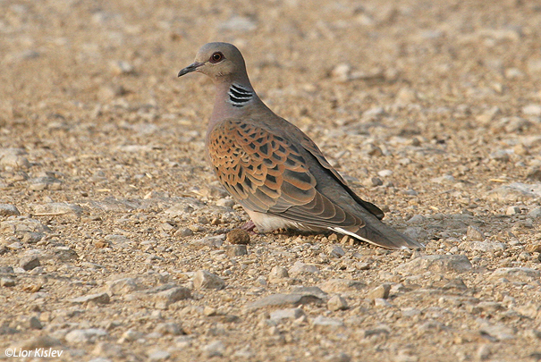  תור מצוי  Turtle dove  Streptopelia turtur                                   קטורה,הערבה,אפריל 2007.